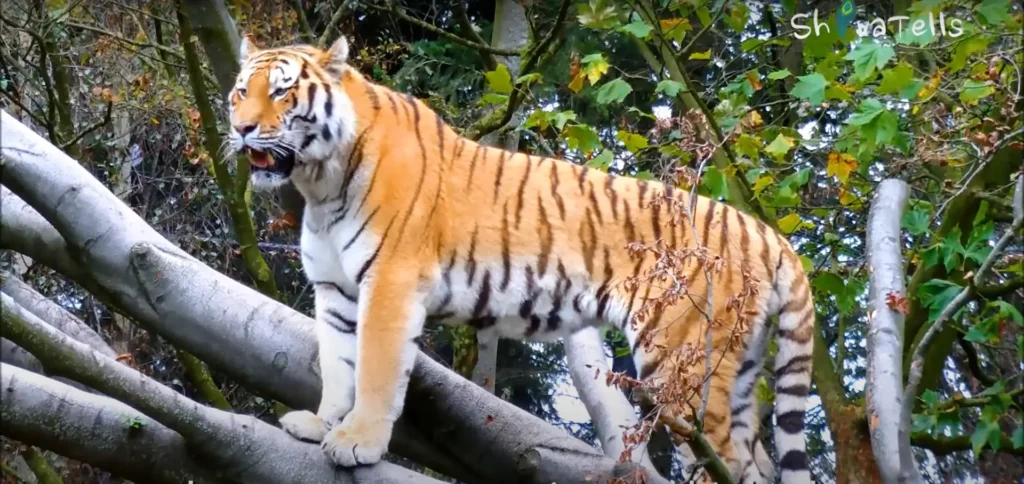 Tiger in Dibong Valley