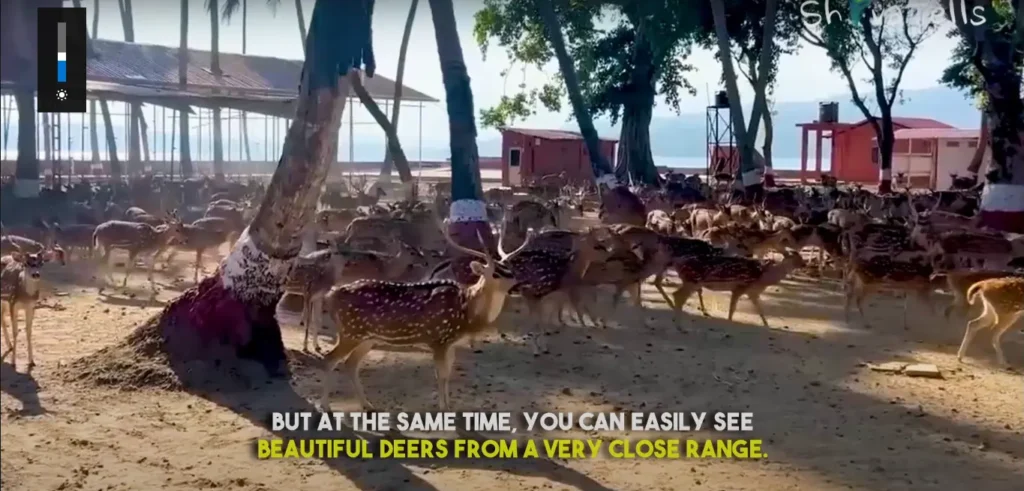 Deers at Chidiya Tapu