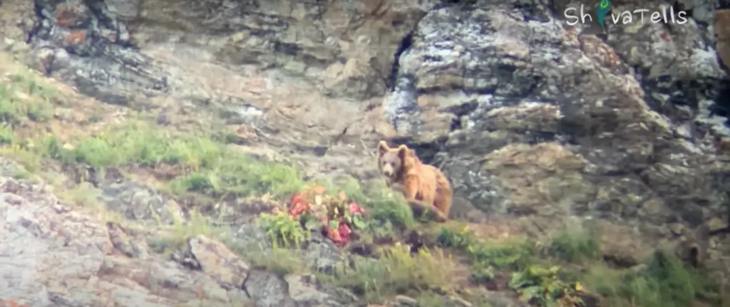 Himalayan Brown Bears