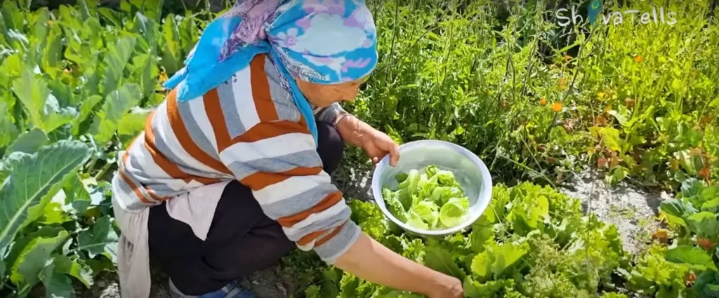 100% Organic Ladakh Farming