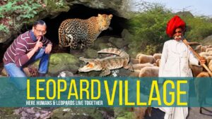 Jawai Leopard Sanctuary