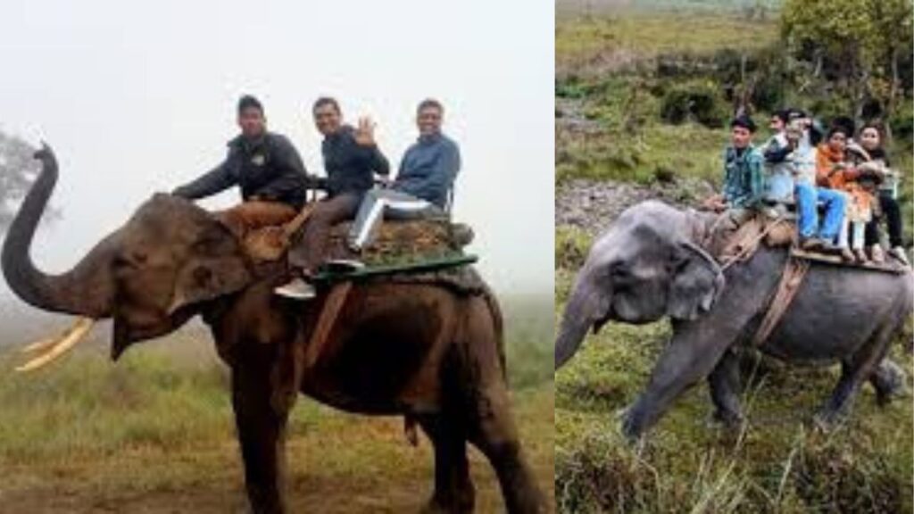 Kaziranga National Park Elephant Ride