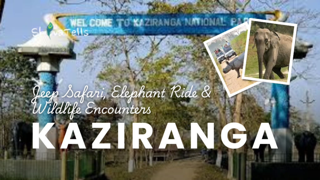 Kaziranga National Park Jeep Safari, Elephant Ride & Wildlife Encounters