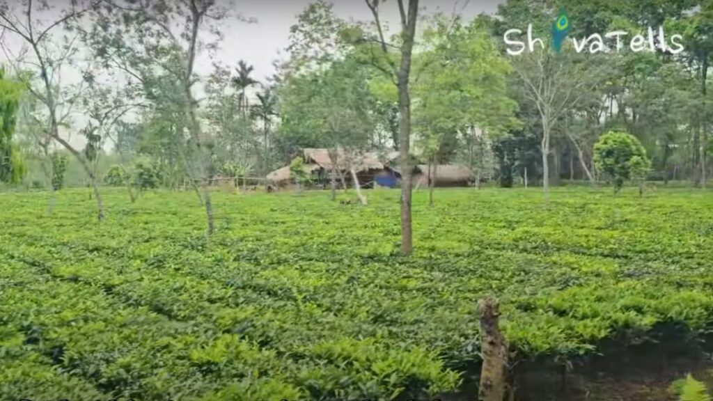 Rich Agricultural Heritage of Namsai